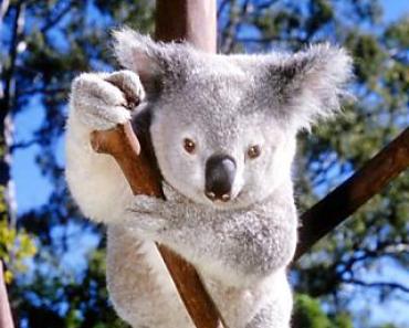 Где обитает коала: образ жизни и интересные особенности этого животного