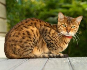Все породы котов: описание и характер Какие кошки по характеру