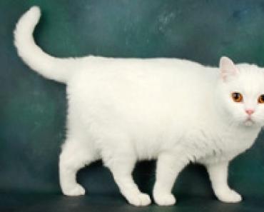 Британская короткошерстная кошка: всё о породе Британская короткошерстная кошка история
