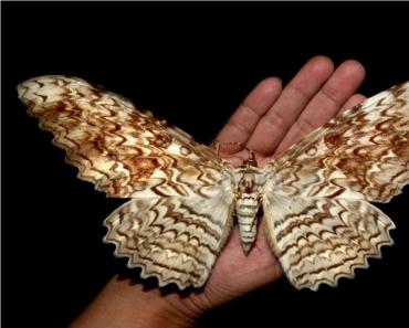 Самая большая бабочка в мире