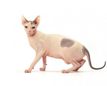 Лысые кошки сфинкс: донской и канадский - фото, цена, котята