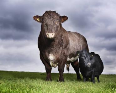 Самые большие быки в мире — описание, продуктивность, породная принадлежность