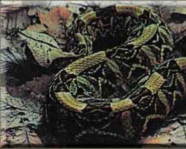 Змеи - самые опасные для человека - африканские гадюки Факты про змей которые обитают в африке