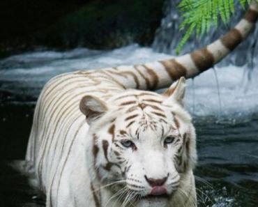 Тигр: фото и видео, описание породы, подвиды, образ жизни, охота