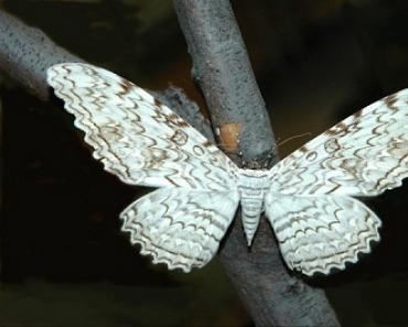 Atlas - самая большая бабочка в мире Жизнь имаго и разведение