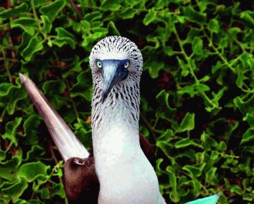 Голубоногая олуша - морская птица из семейства олушевых: описание, место обитания