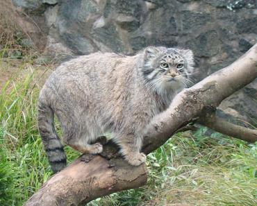 Манул (палласов кот) Дикий кот манул